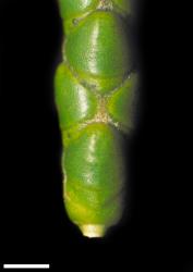 Veronica hectorii subsp. coarctata. Close-up of leaves with evident nodal joints. Scale = 1 mm.
 Image: W.M. Malcolm © Te Papa CC-BY-NC 3.0 NZ